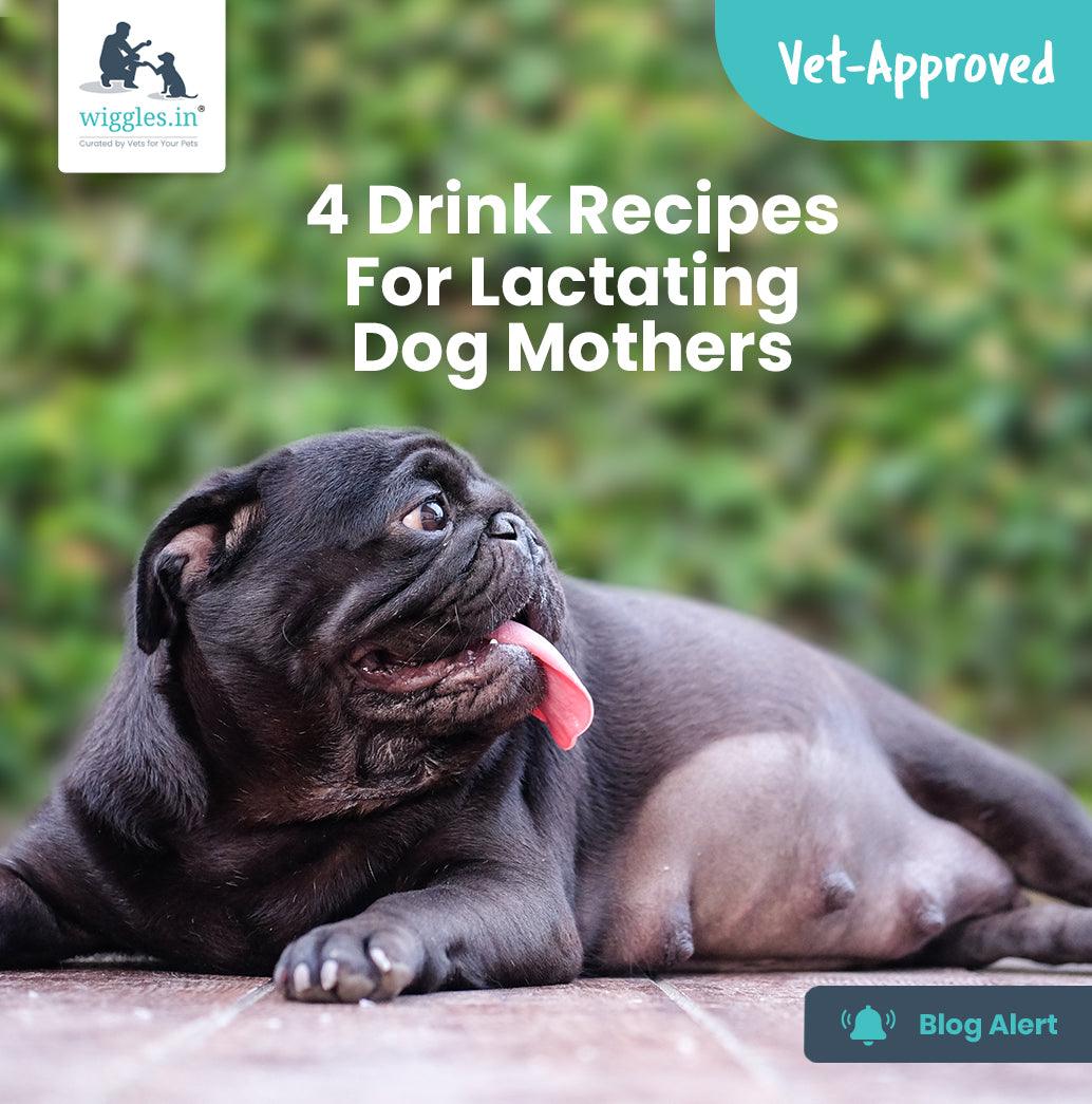 4 Drink Recipes For Lactating Dog Mothers - Wiggles.in