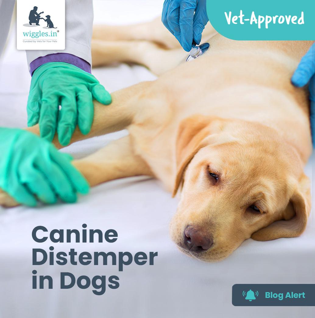 Canine Distemper in Dogs - Wiggles.in