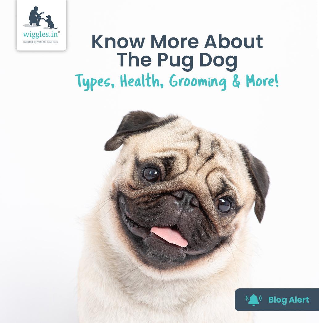 Know More About The Pug Dog - Types, Health & More! - Wiggles.in