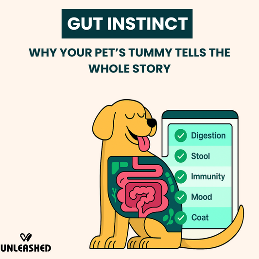 Gut Instinct: Why Your Pet’s Tummy Tells the Whole Story