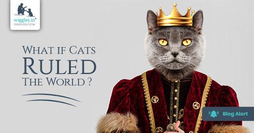 What if cats ruled the world? – Wiggles.in