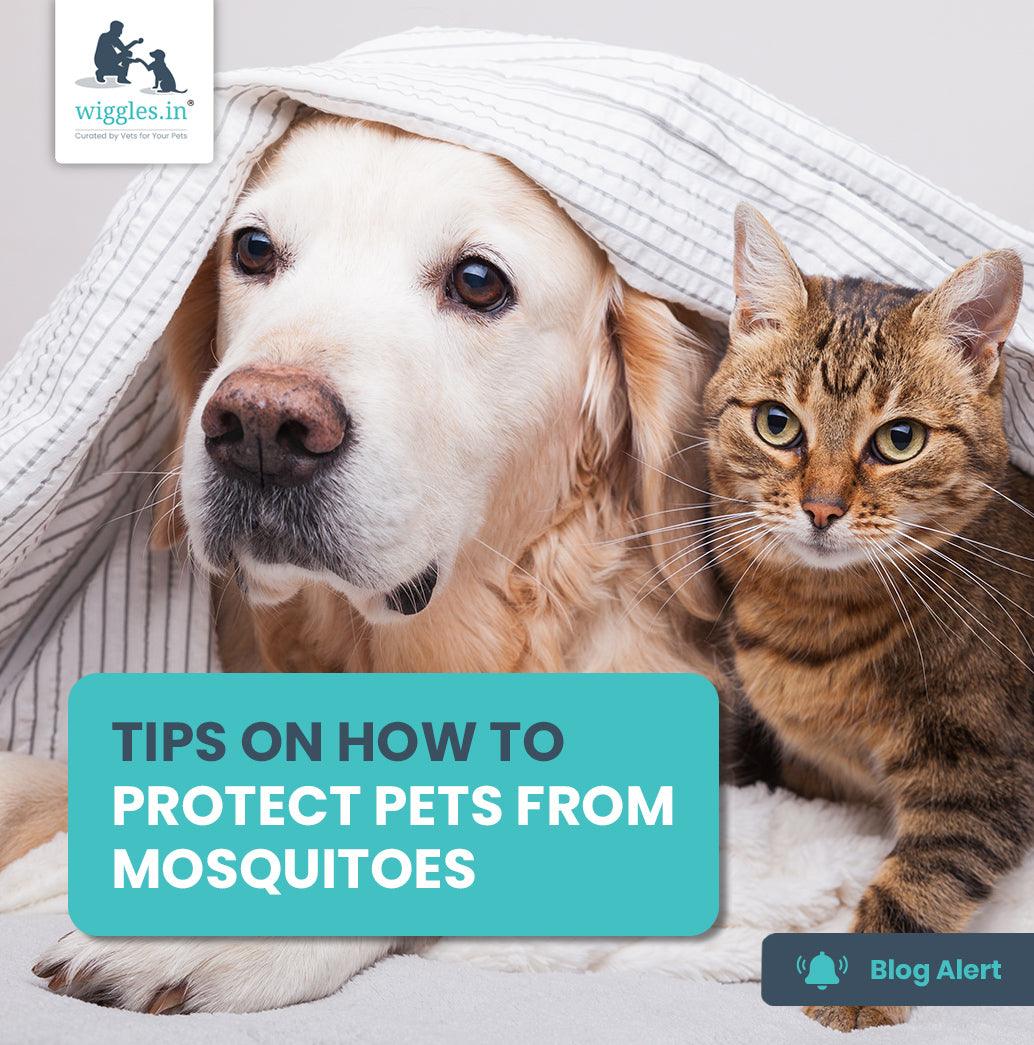 How To Protect Pets From Mosquitoes? Wiggles Blog