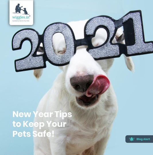 New Year Tips to Keep Your Pets Safe! - Wiggles.in
