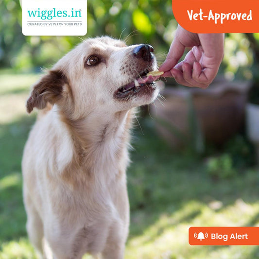 Is Feeding Wheat Chapati & Biscuits Right for Dogs? - Wiggles.in