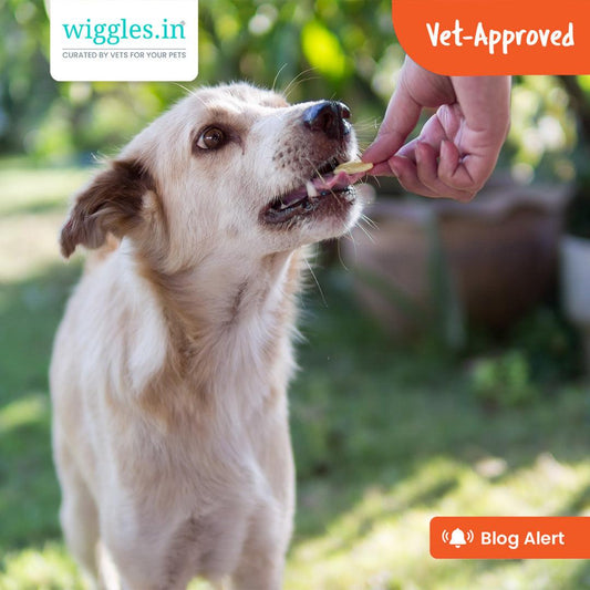 Is Feeding Wheat Chapati & Biscuits Right for Dogs? - Wiggles.in