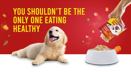 Why You Should Introduce Wet Food in Your Dog's Diet