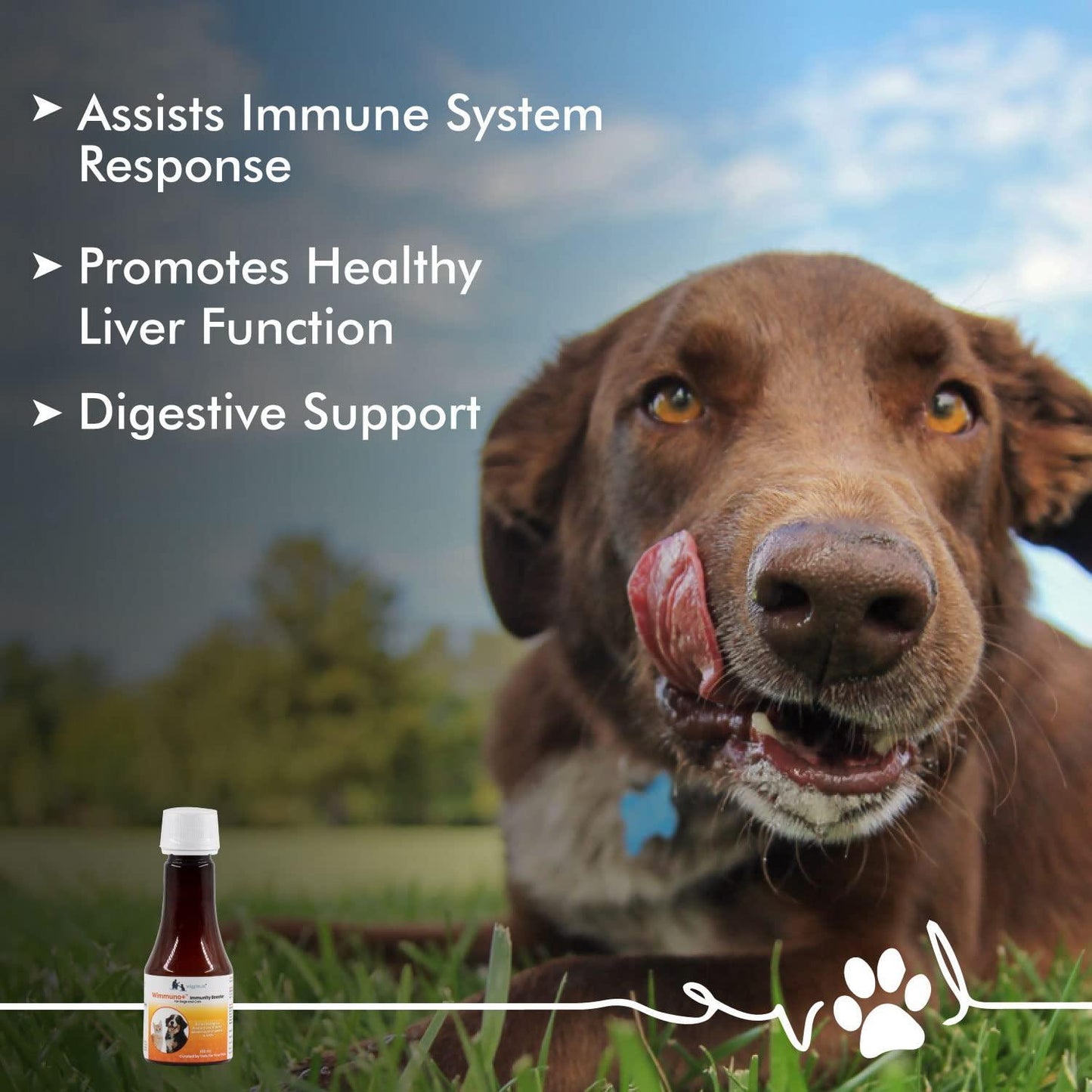 Wimmuno+ Immunity Boosting Syrup for Dogs & Cats - 100 ml - Wiggles.in