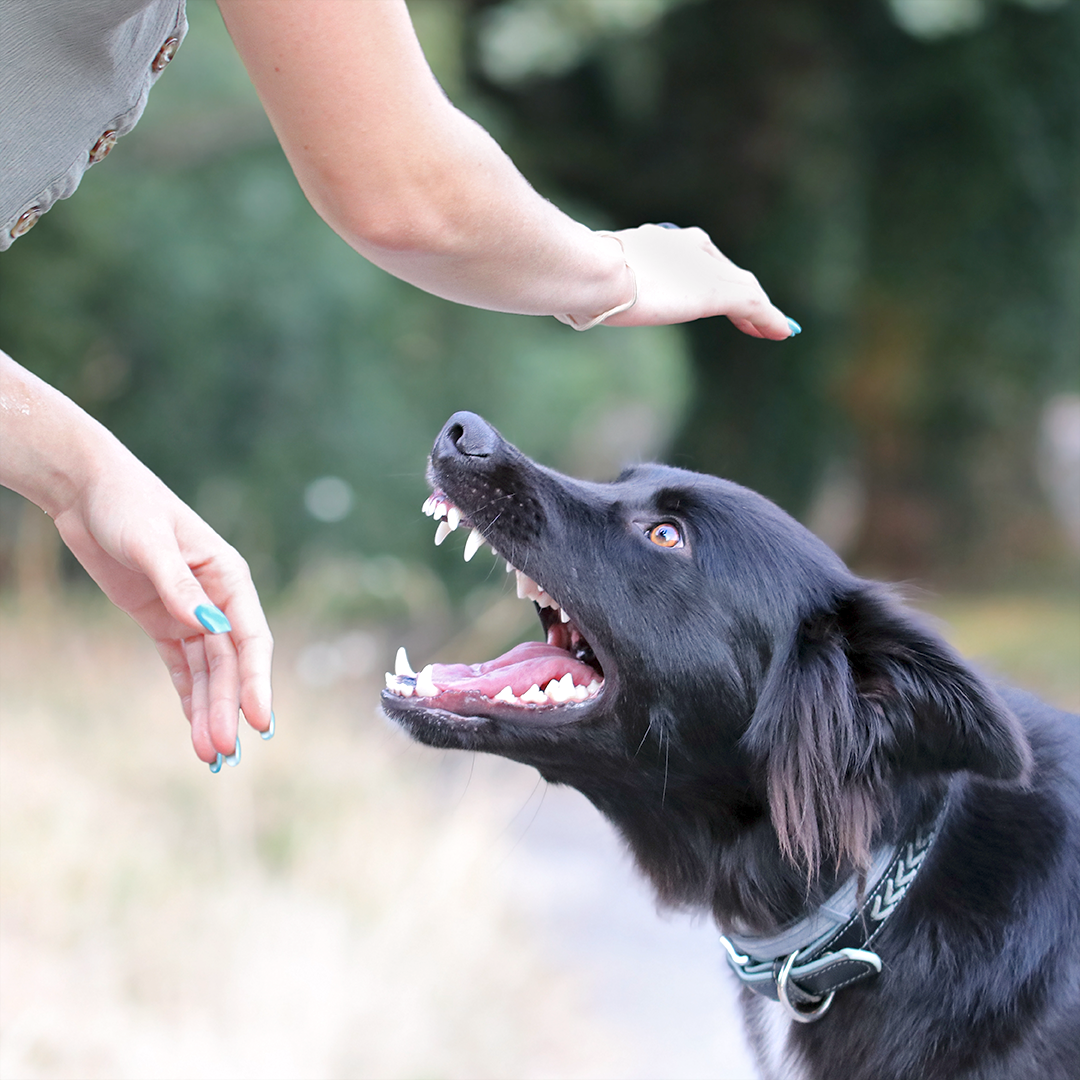 Dog to Human Aggression Training Camp