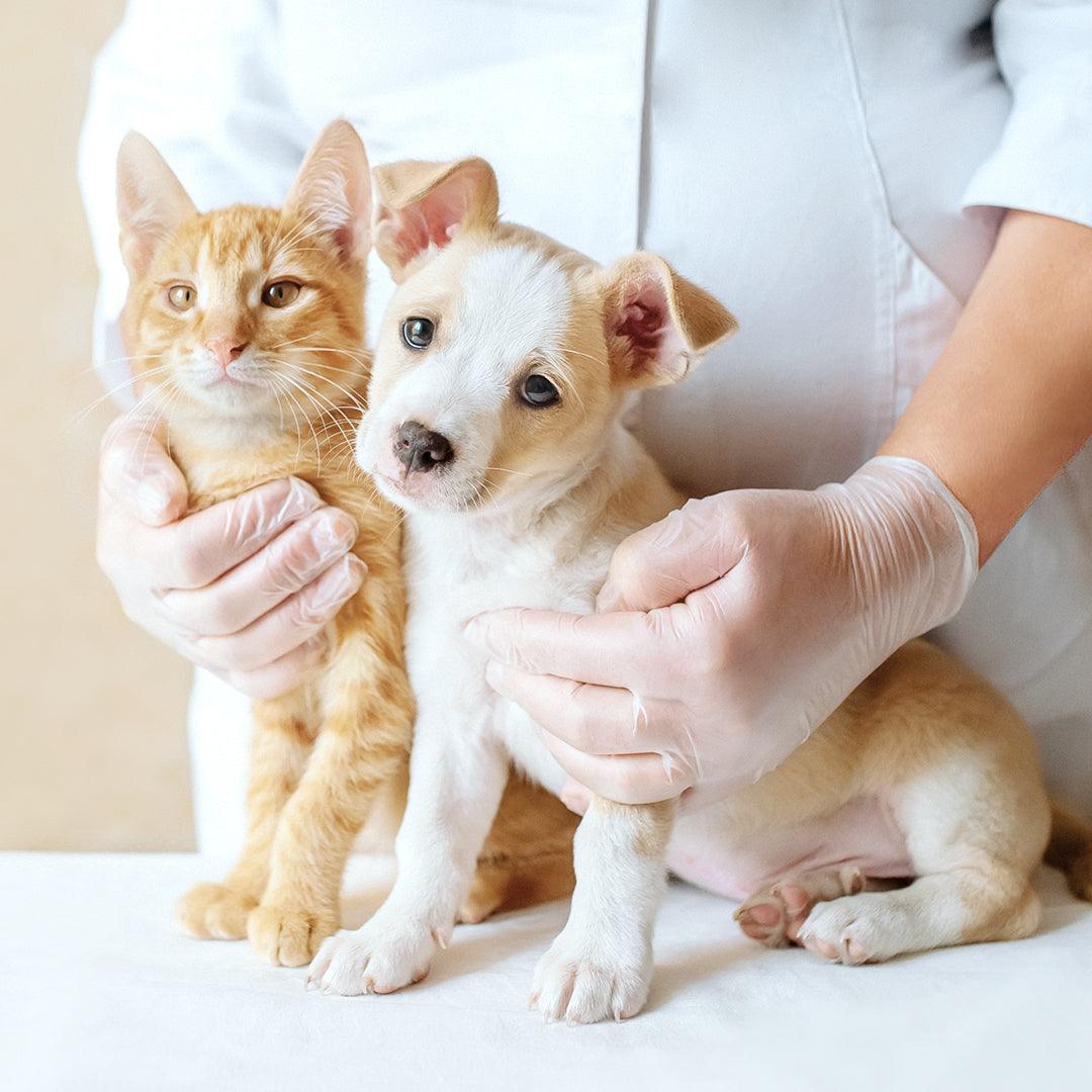 SmartVet