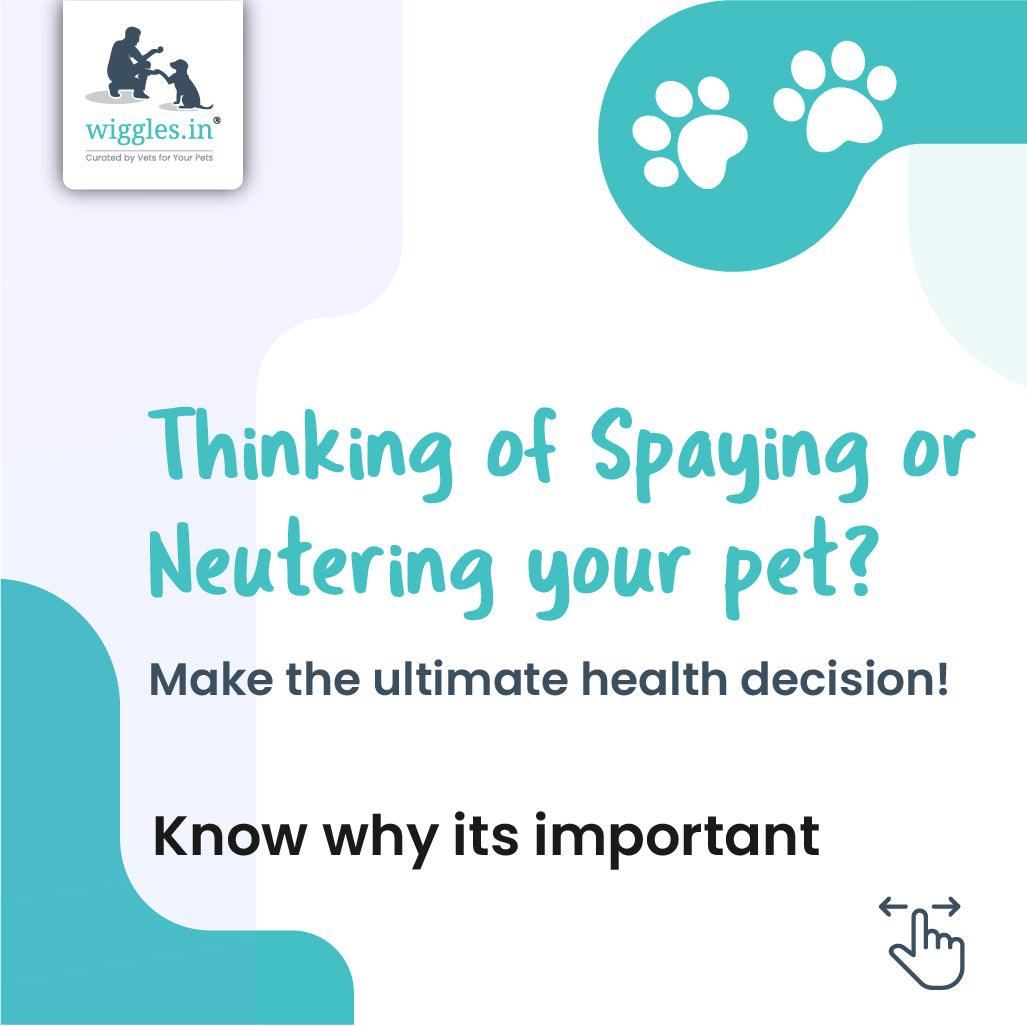 7 Reasons to Spay/Neuter your Pet - Wiggles.in