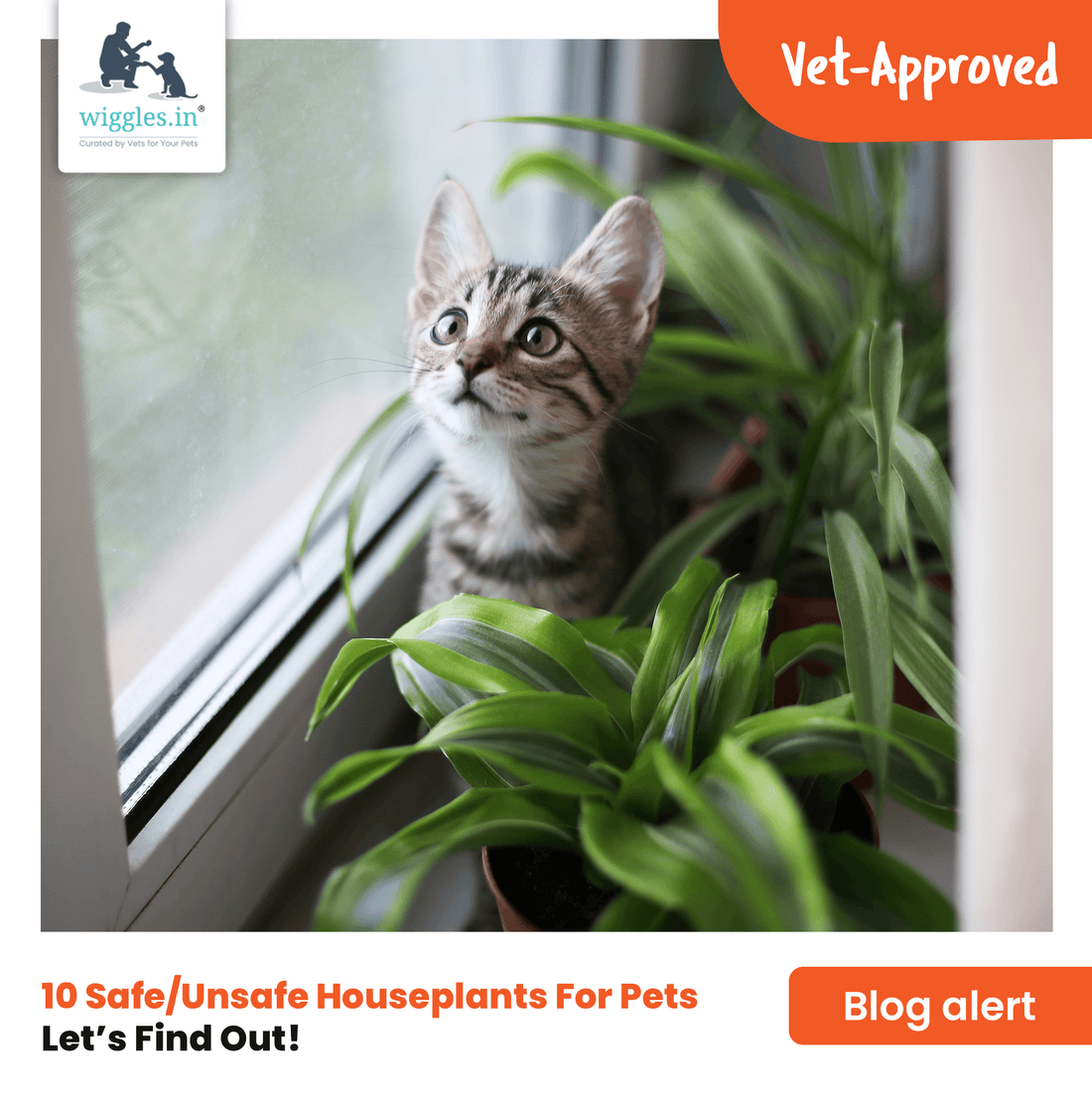 Top 10 Popular Safe And Unsafe Houseplants For Pets - Wiggles.in