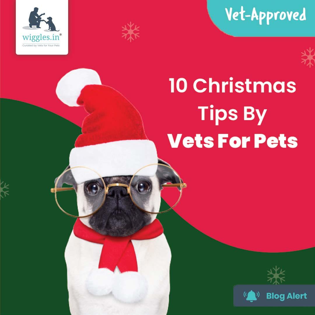 10 Christmas Tips By Vets For Pets - Wiggles.in