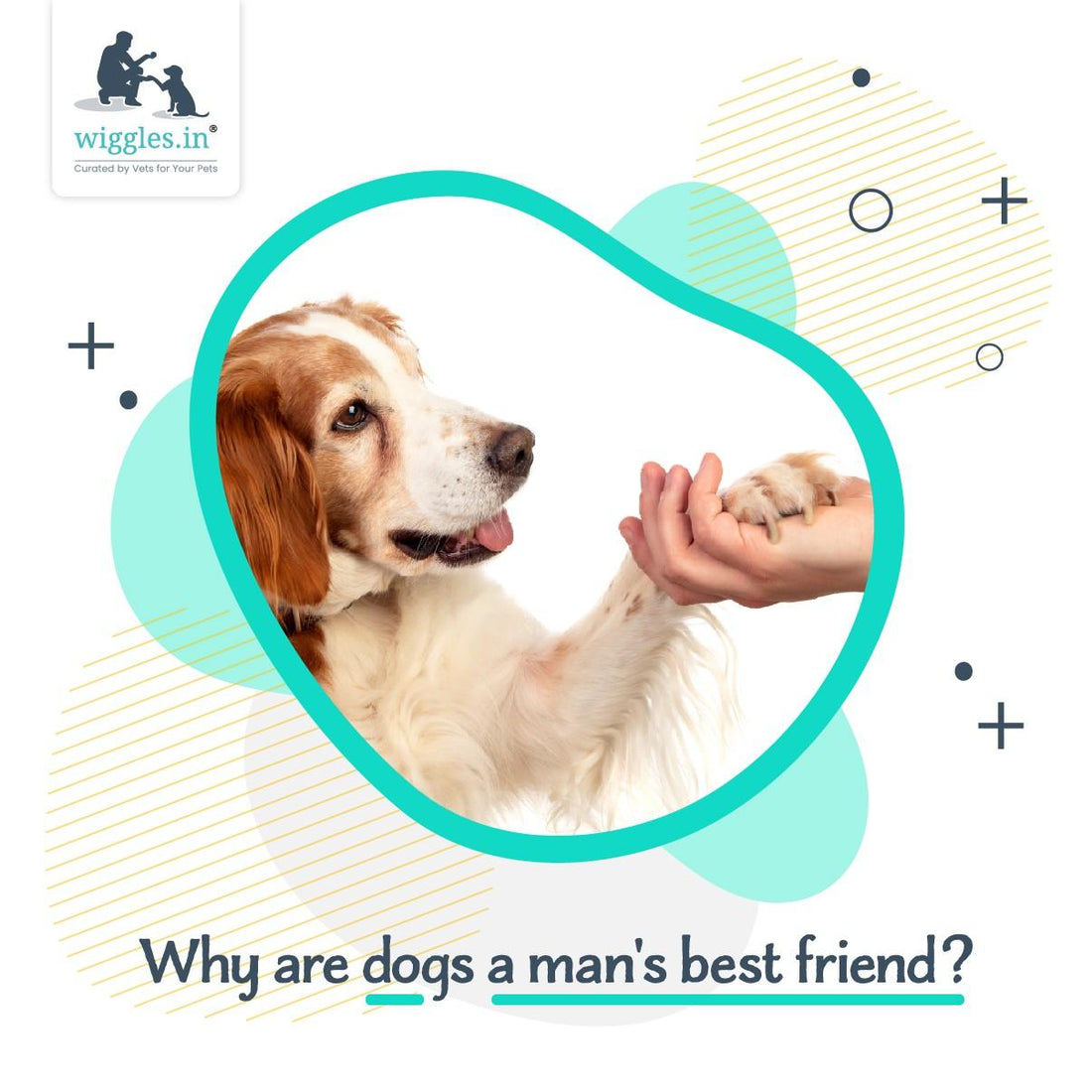 11 Reasons Why Dogs Are a Man’s Best Friend - Wiggles.in