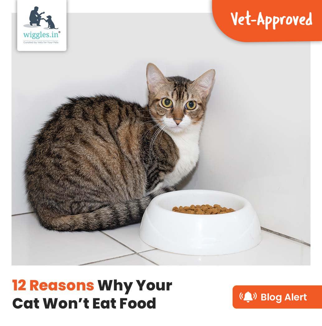 12 Reasons Why Your Cat Won’t Eat Food - Wiggles.in