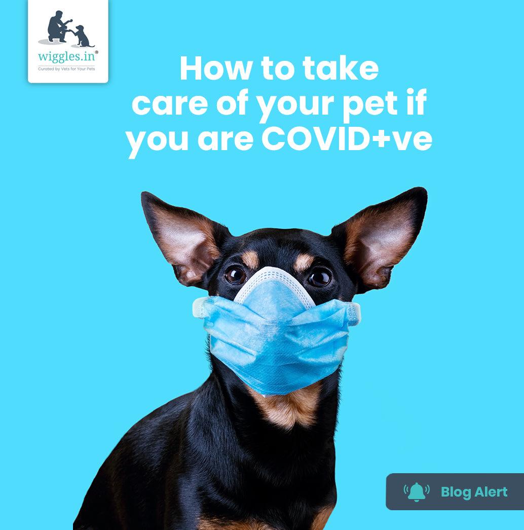 How to take care of your pet if you are COVID+ve - Wiggles.in