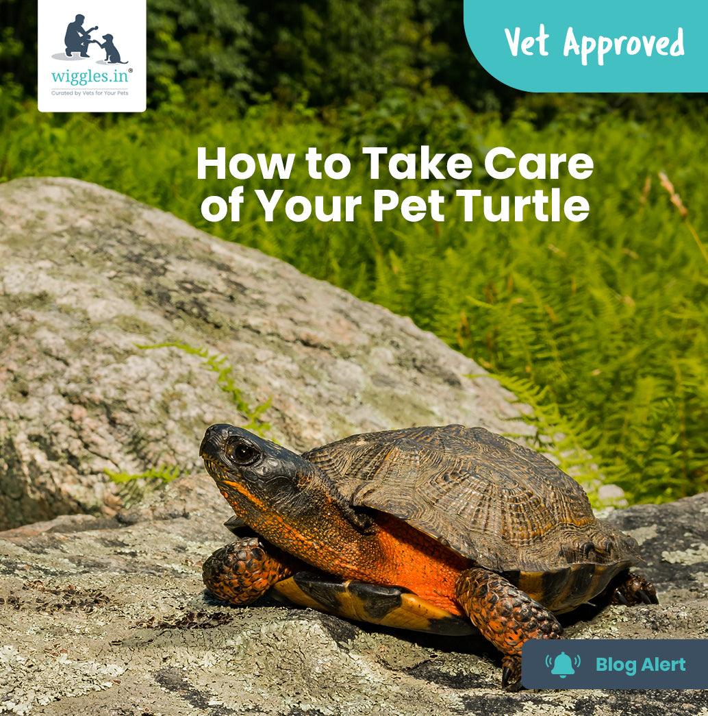 How to Take Care of Your Pet Turtle