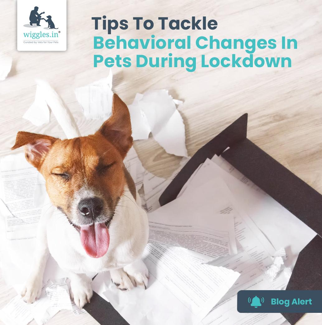 Tips To Tackle Behavioral Changes In Pets During Lockdown