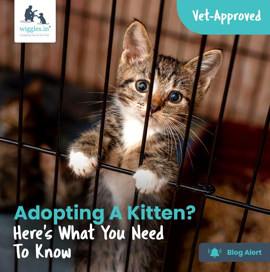 Adopting A Kitten? Here’s What You Need To Know - Wiggles.in