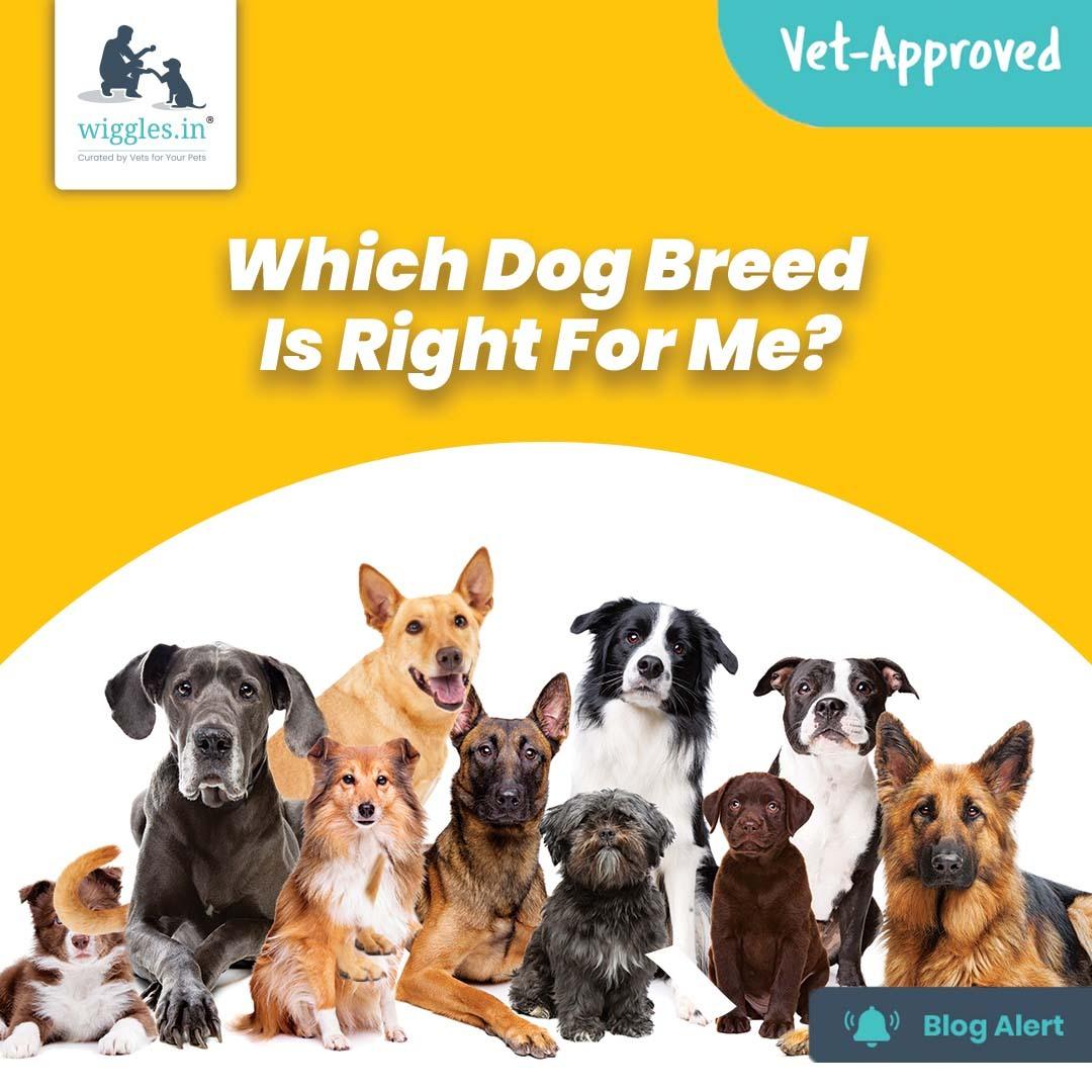 Which Dog Breed Is Right For Me? - Wiggles.in