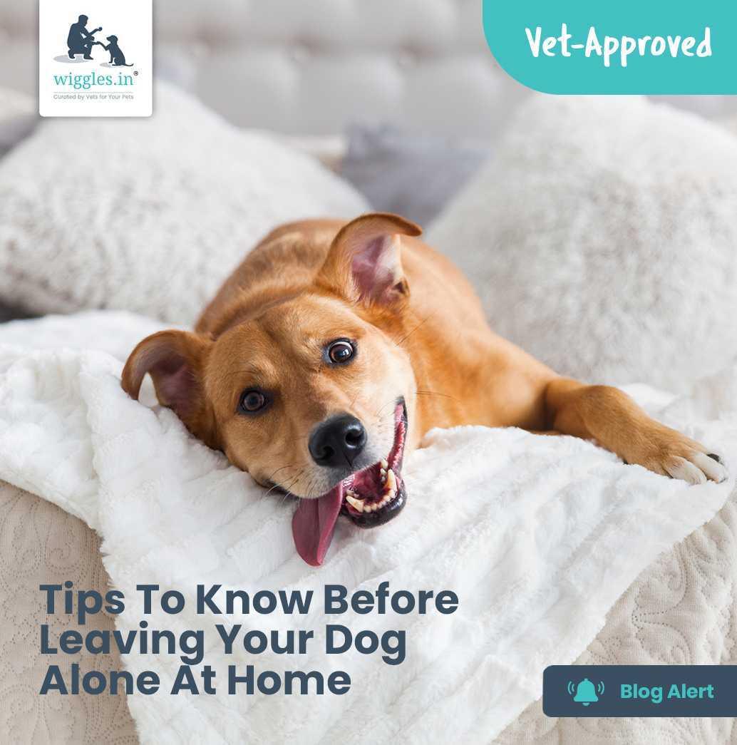 Tips To Know Before Leaving Your Dog Alone At Home