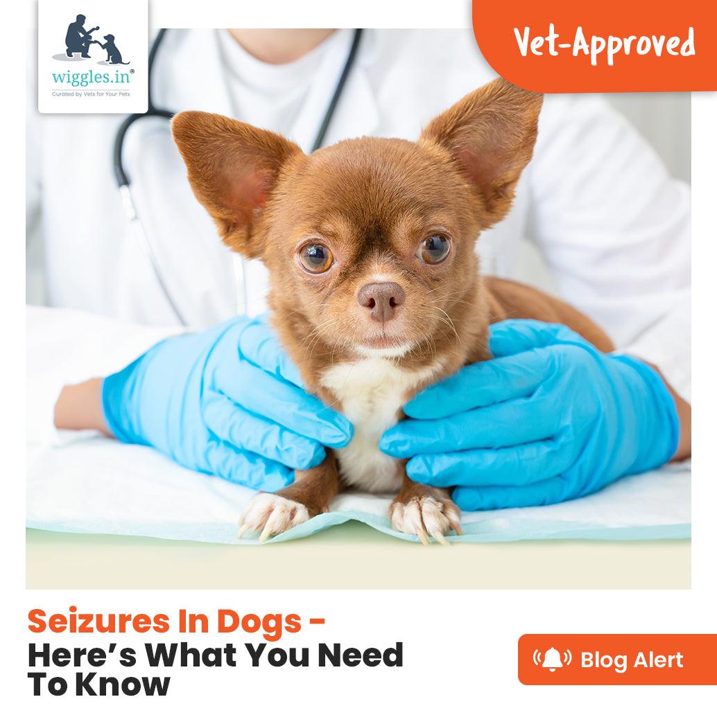 Seizures In Dogs - Here’s What You Need To Know - Wiggles.in