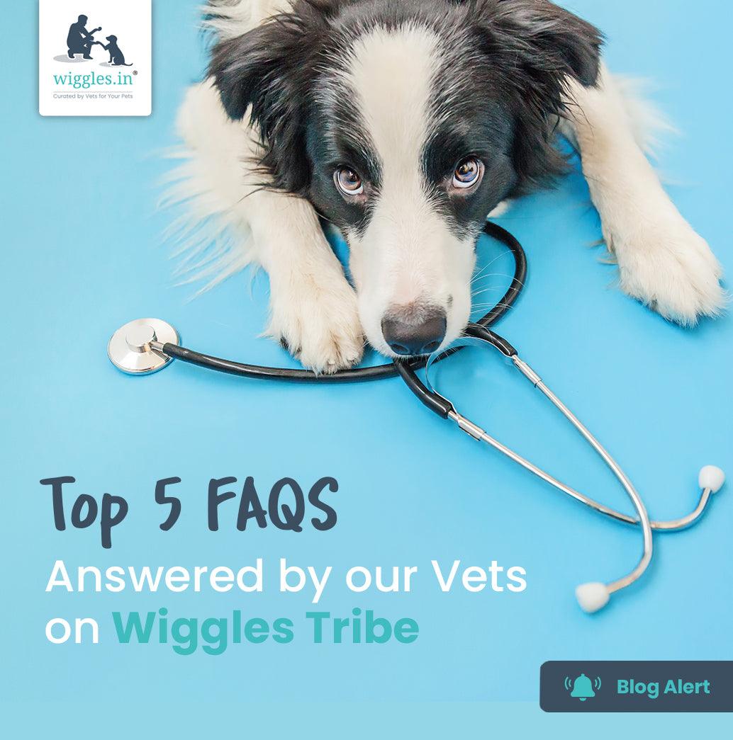 Top 5 FAQS answered by our Vets on Wiggles Tribe - Wiggles.in