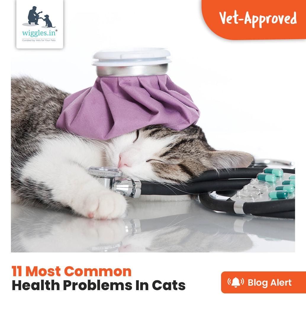 11 Most Common Health Problems In Cats - Wiggles.in