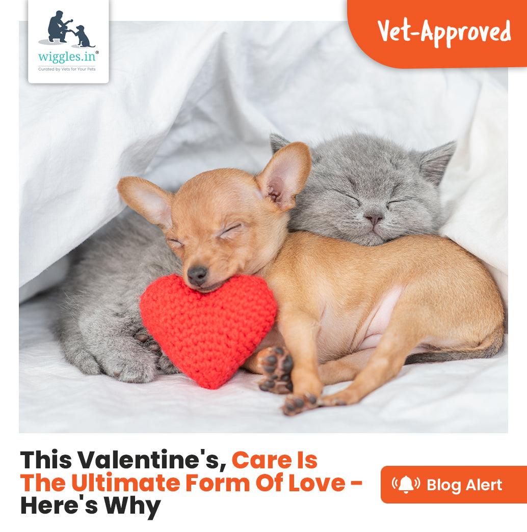 This Valentine's, Care Is The Ultimate Form Of Love - Here's Why - Wiggles.in