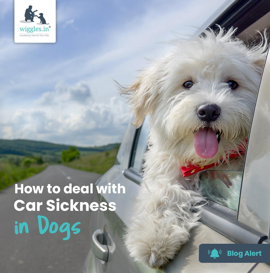 How to deal with Car Sickness in Dogs - Wiggles.in