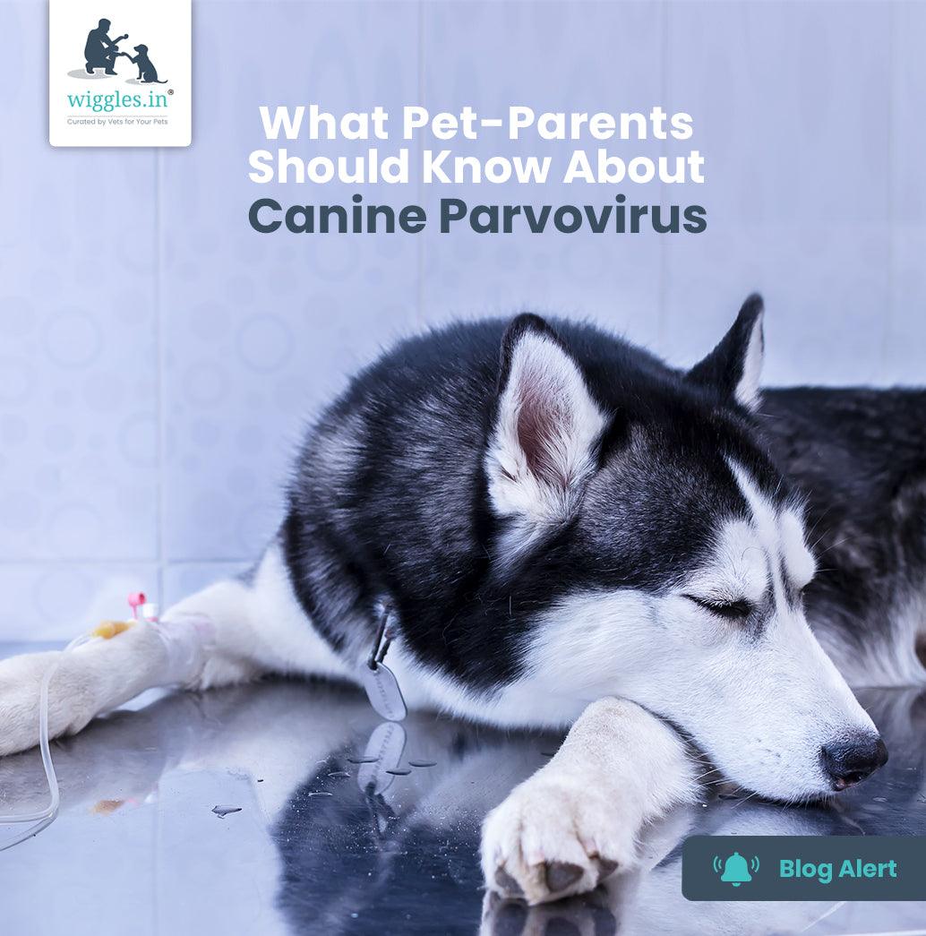 What Pet-Parents Should Know About Canine Parvovirus - Wiggles.in