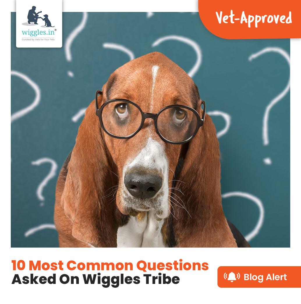 10 Most Common Questions Asked On Wiggles Tribe - Wiggles.in