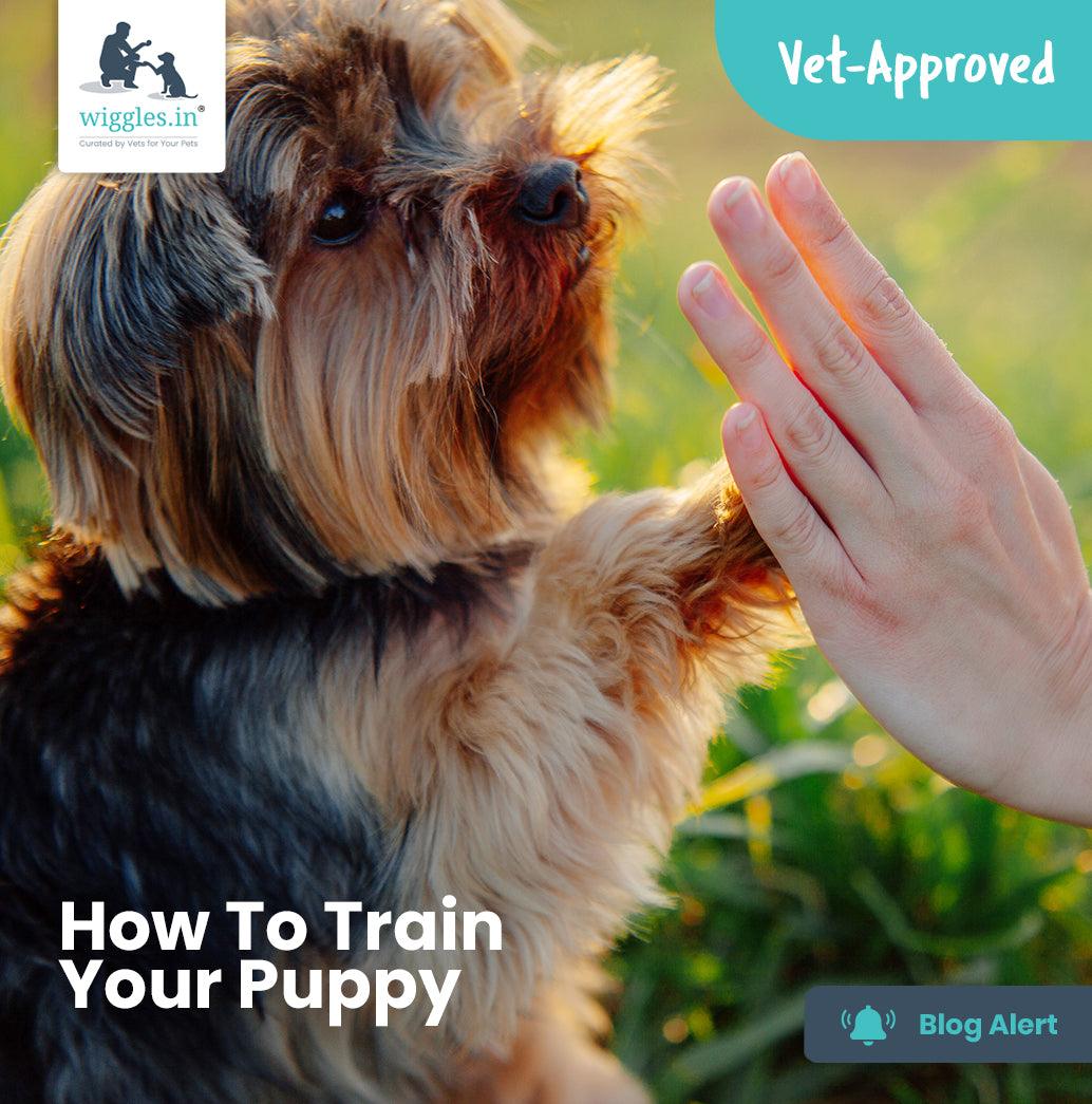 How To Train Your Puppy - Wiggles.in