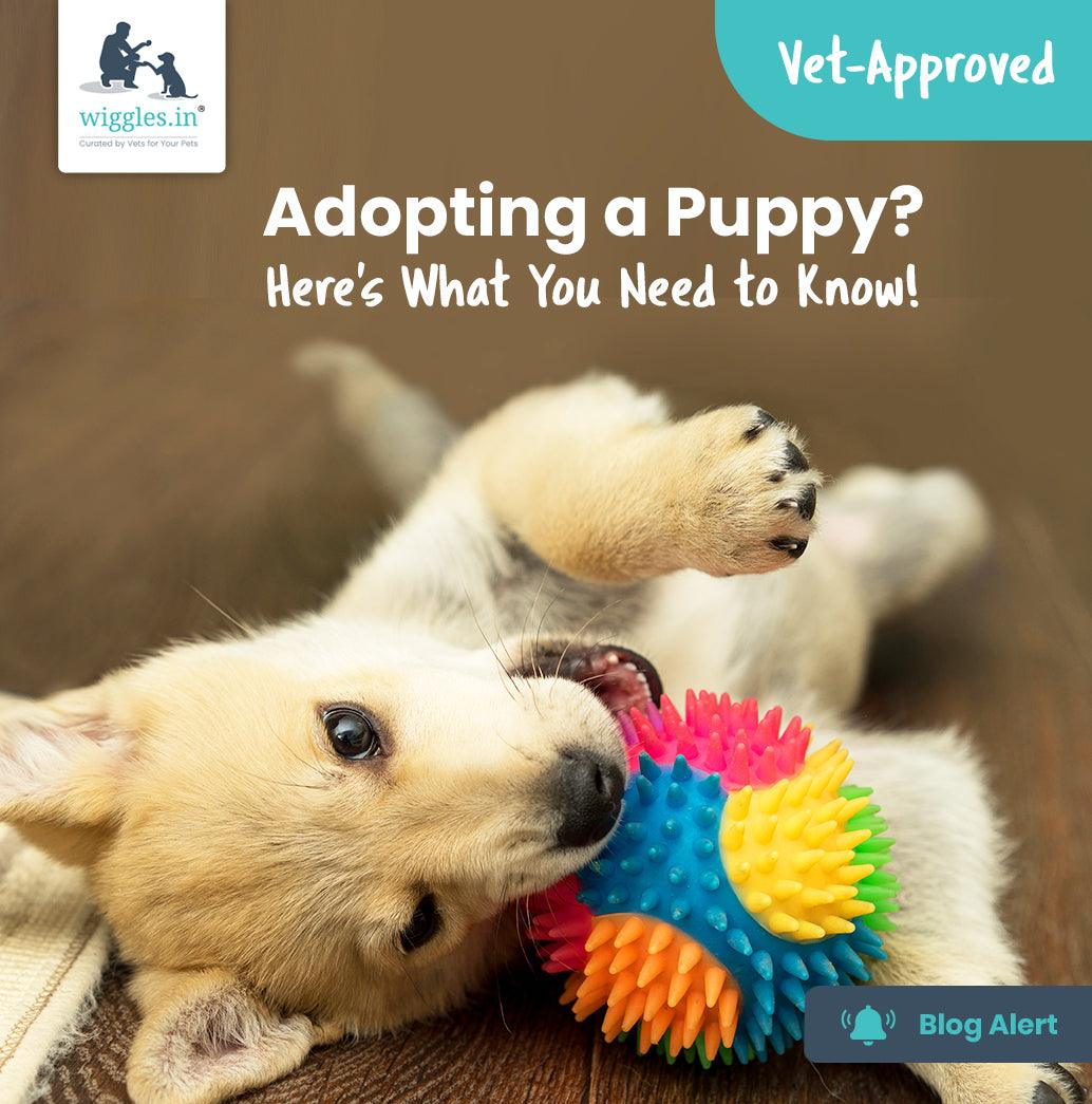 Adopting a Puppy? - Here's What You Need to Know! - Wiggles.in