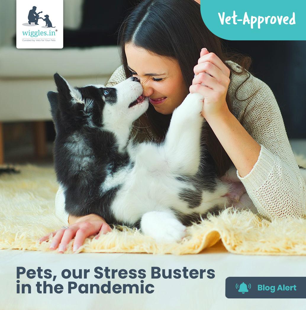 Pets, our Stress Busters in the Pandemic