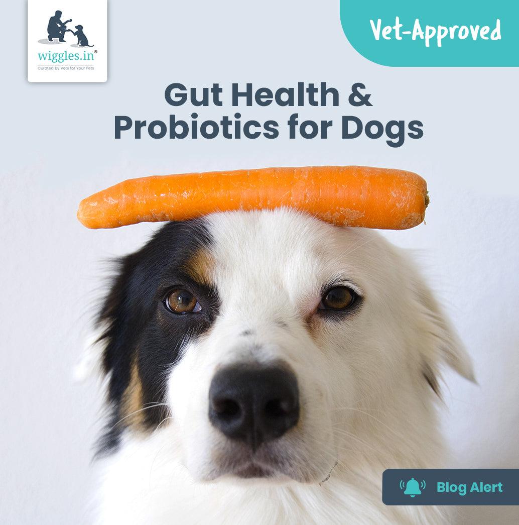 Gut Health & Probiotics for Dogs - Wiggles.in