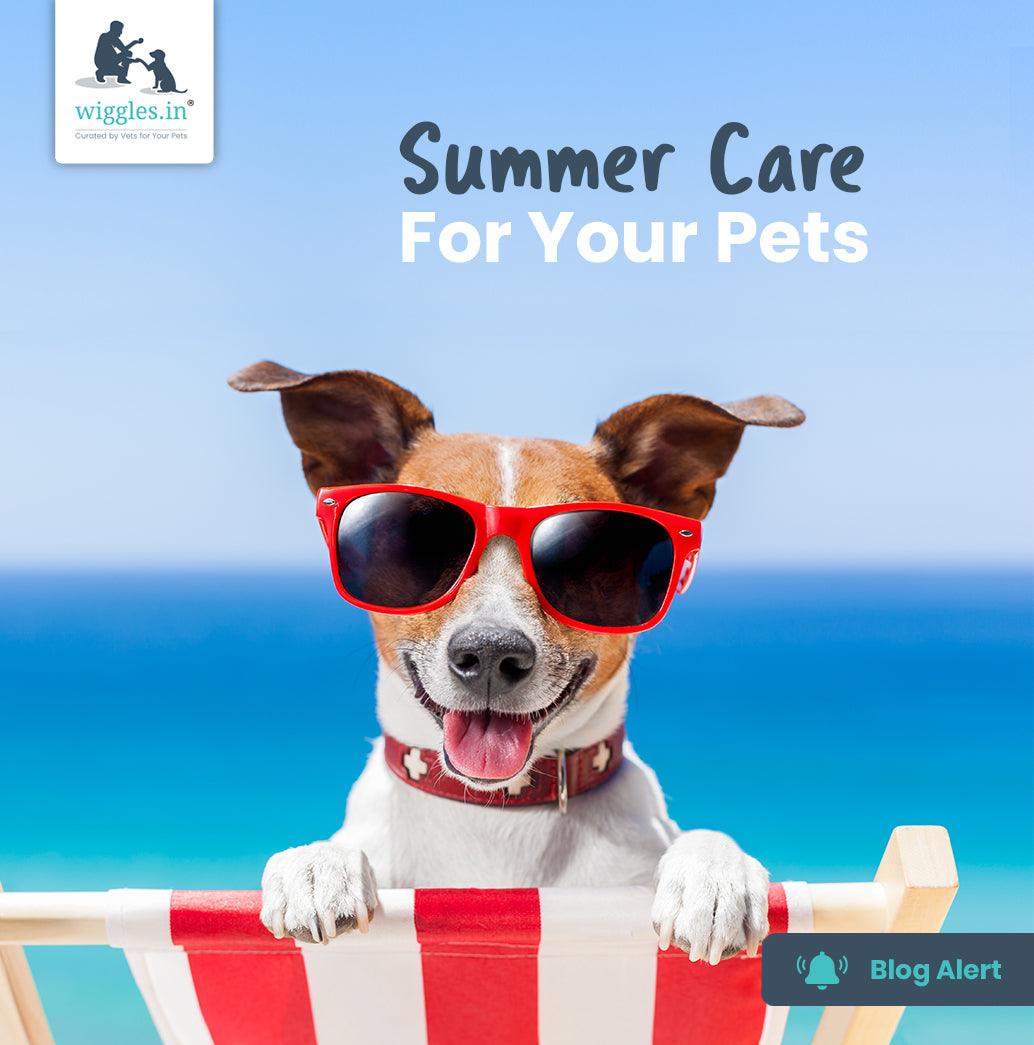 Summer Care For Your Pets - Wiggles.in