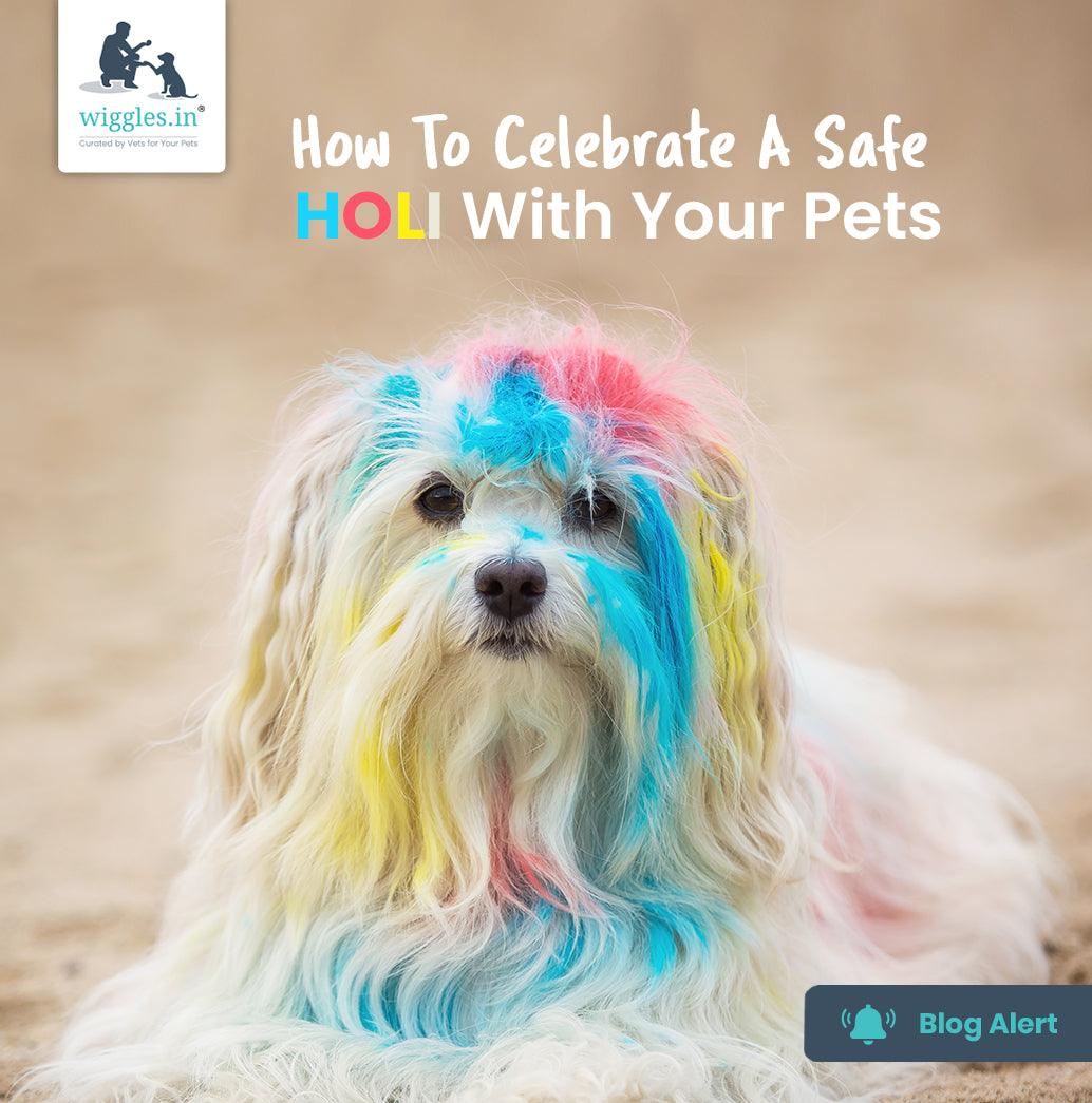 How To Celebrate A Safe Holi With Your Pets - Wiggles.in