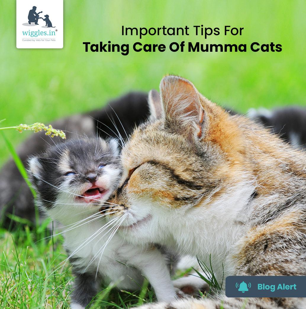 Important Tips For Taking Care Of Mumma Cats - Wiggles.in