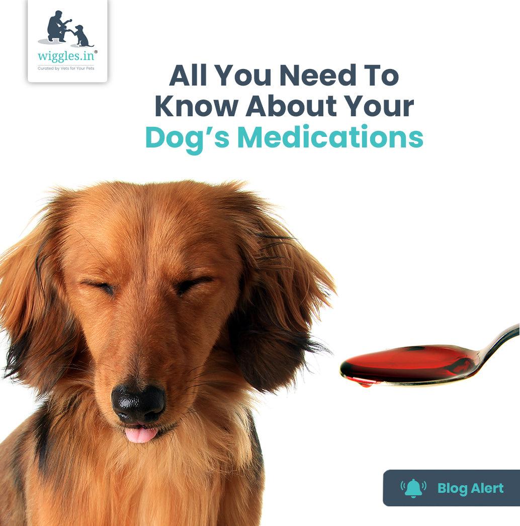 All You Need To Know About Your Dog’s Medications - Wiggles.in