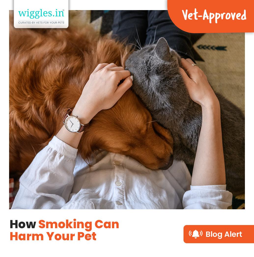 How Smoking Can Harm Your Pet - Wiggles.in
