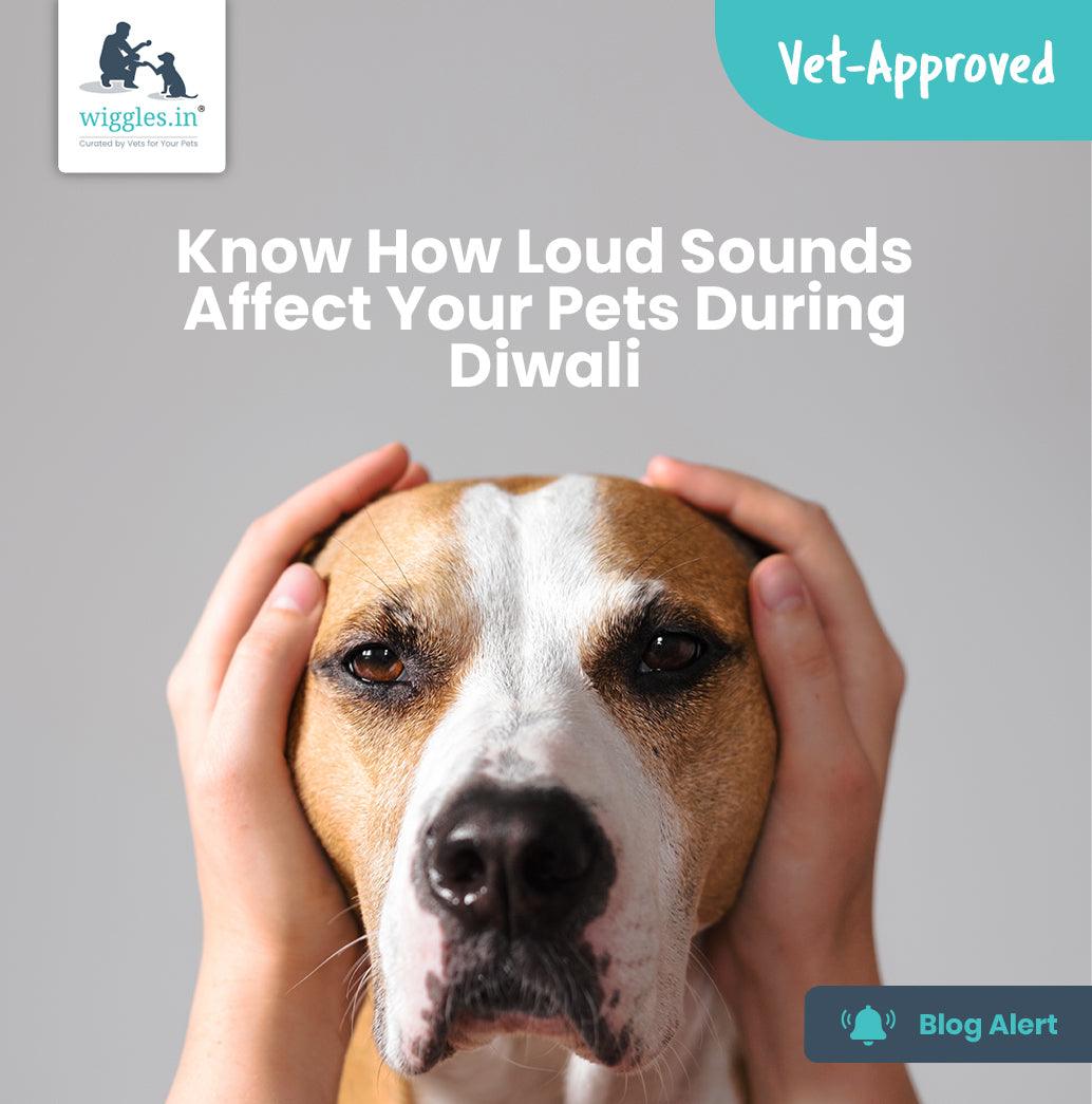 Know How Loud Sounds Affect Your Pets During Diwali - Wiggles.in