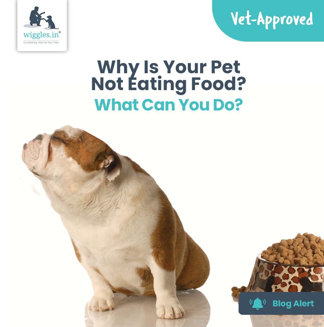 Why Is Your Pet Not Eating Food? What Can You Do? - Wiggles.in