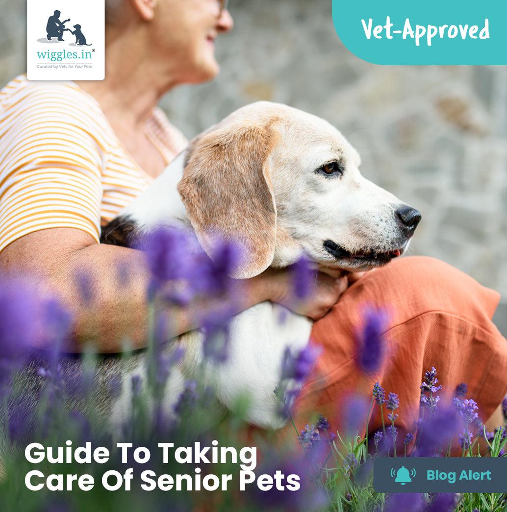 Guide To Taking Care Of Senior Pets - Wiggles.in