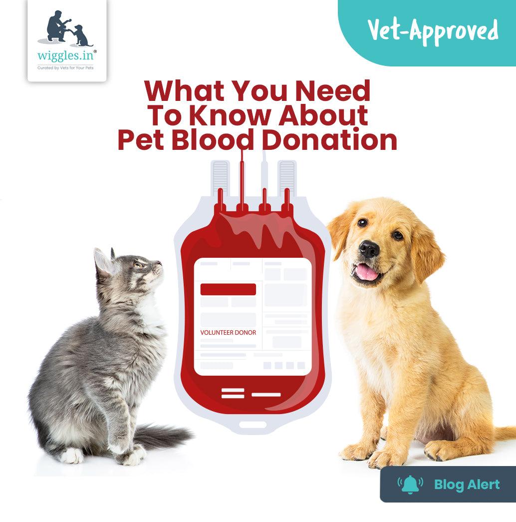 What You Need To Know About Pet Blood Donation - Wiggles.in