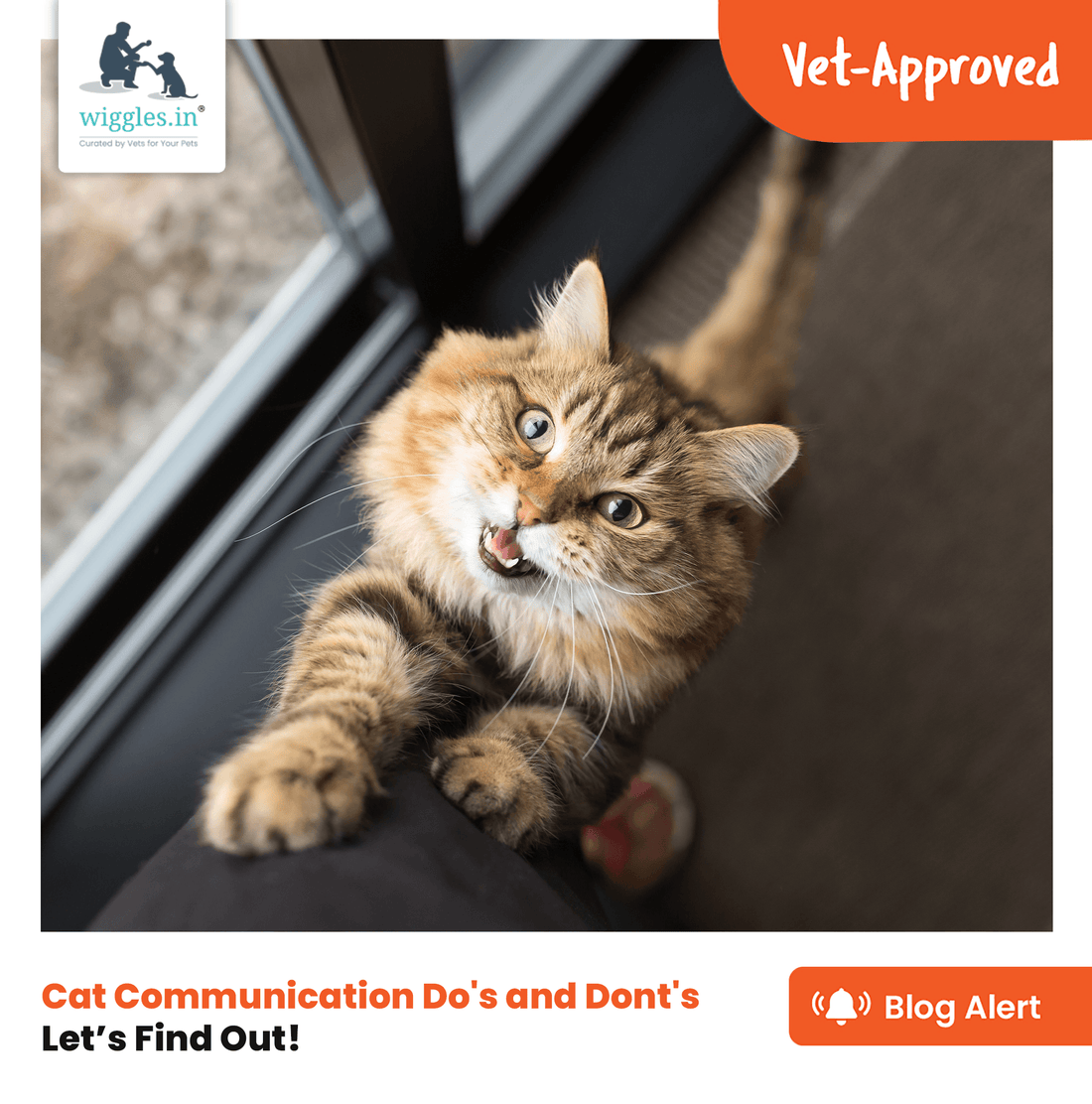Communicating With Cats: Do's and Don'ts - Wiggles.in