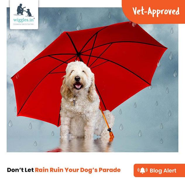 Don’t Let Rain Ruin Your Dog’s Parade - Wiggles.in