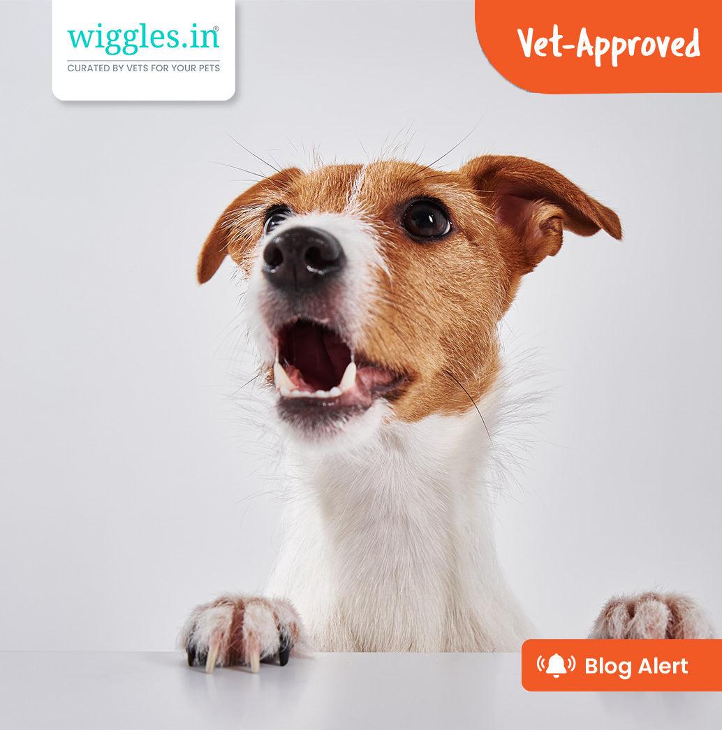 Can My Dog Eat Modak And Other Sweet Confusions - Wiggles.in