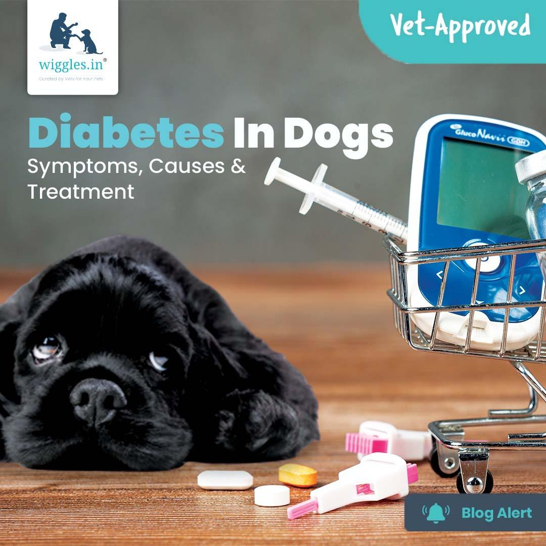 Diabetes In Dogs - Symptoms, Causes & Treatment - Wiggles.in