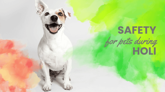 Keeping Pets Safe: A Guide to Celebrating Holi Responsibly - Wiggles.in
