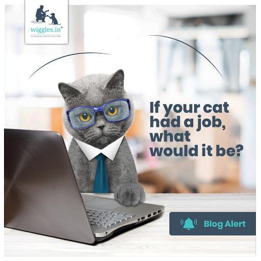 If cats had a job, what would it be? - Wiggles.in